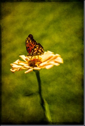 butterfly