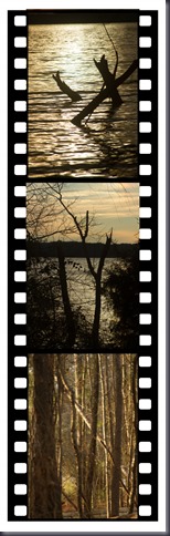 Out on a limb filmstrip
