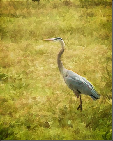 heron at bennetts point