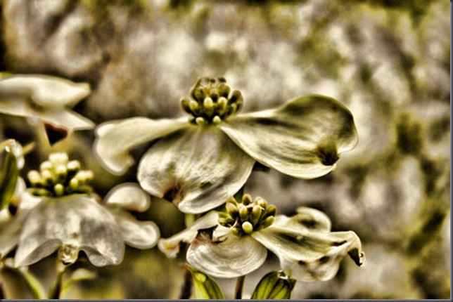 topaz-adjustments-on-dogwood