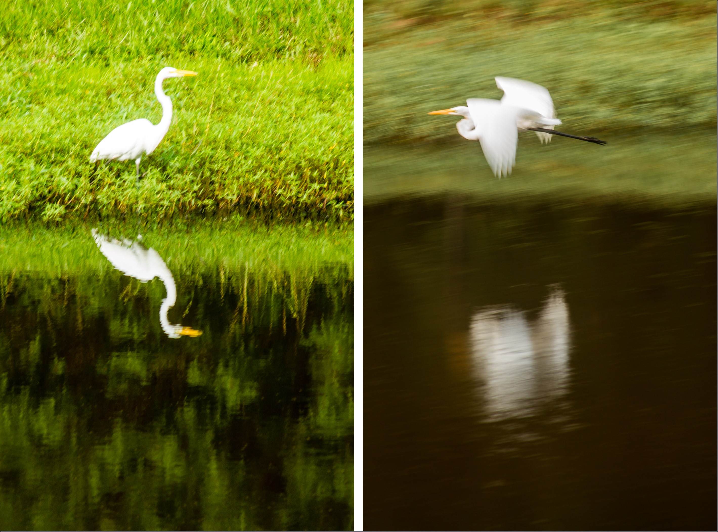 egret diptych