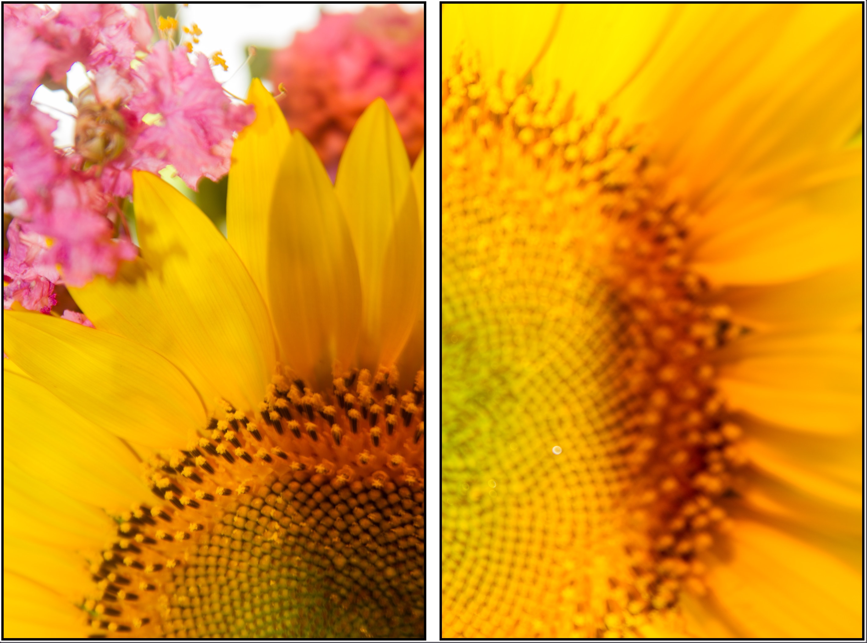 sunflower diptych