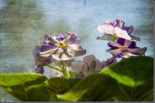 violets-in-the-window-sill