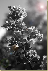 crape myrtle for web