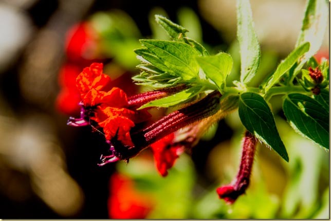 flower highlight edit