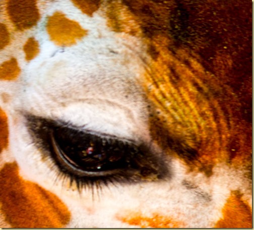 giraffe-eye1