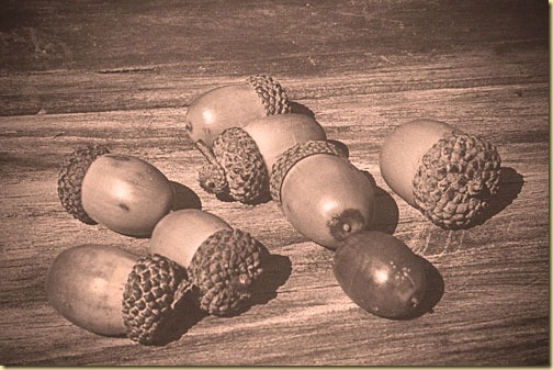 monochrome-acorns-2