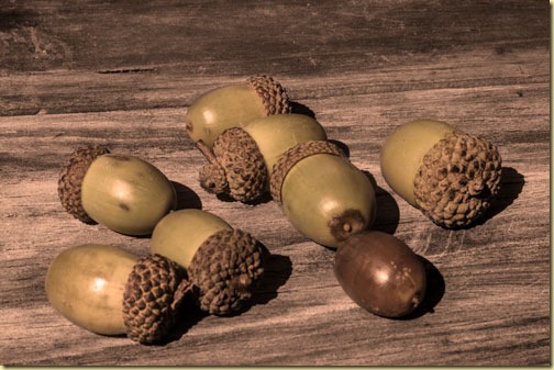 monochrome-acorns