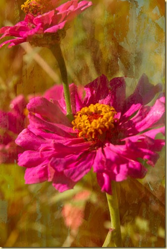 zinnias-with-30%-texture