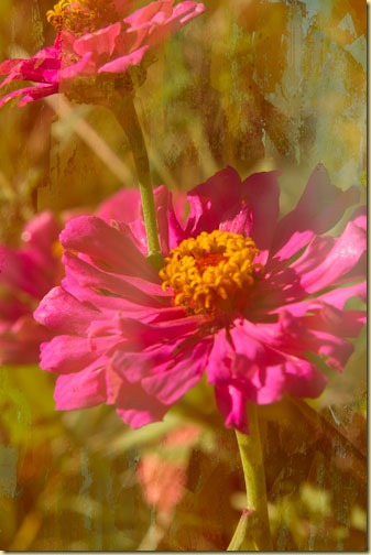 zinnias-with-gaussian-blur