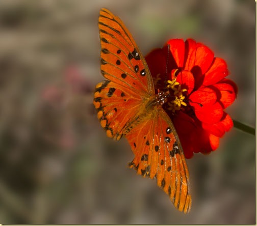 butterfly-final-edit