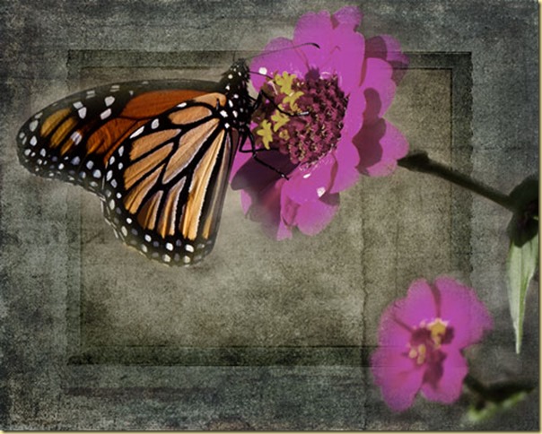 butterfy-with-two-lil-owls-and-photomorphsis-textures