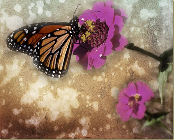butterly-with-two-lil-owl-textures