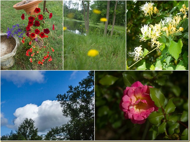 Picture Spring week 1