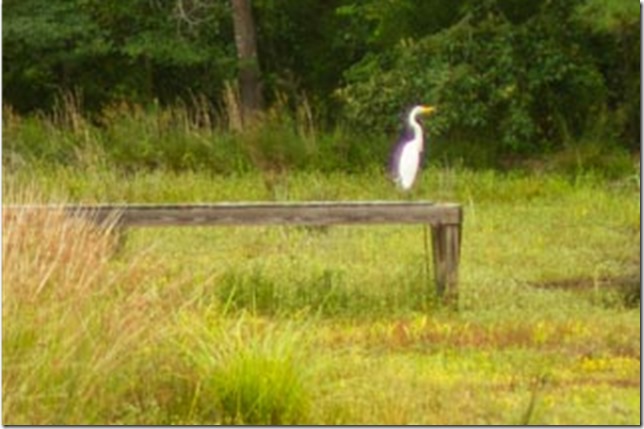 Pond Walk (11 of 12)